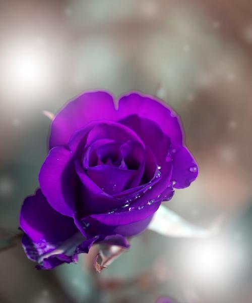 xxx的花语是什么？惹人怜爱的小玫瑰花语又是什么？