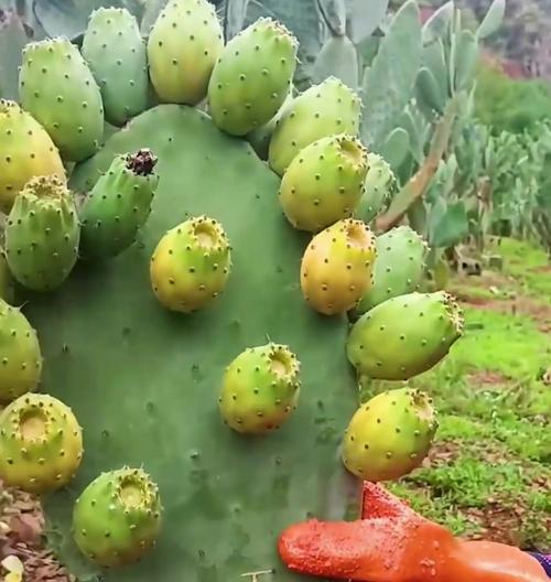 仙人掌结果实苗的种植方法是什么？