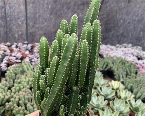 仙人掌结果实苗的种植方法是什么？