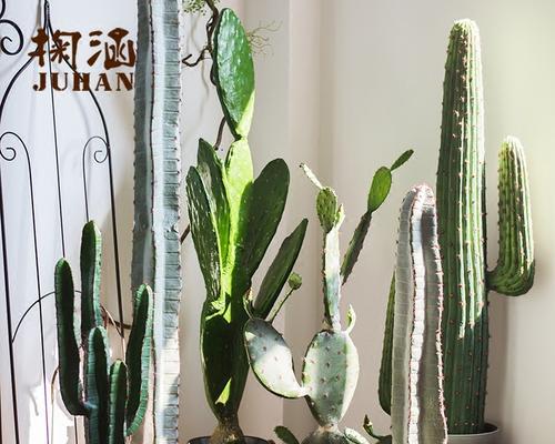 仙人掌绿植大衣如何保养？养护中应注意什么？