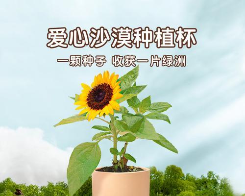 仙人掌绿植大衣如何保养？养护中应注意什么？