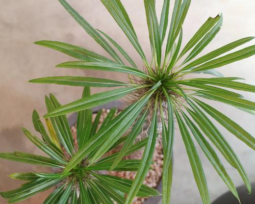 仙人掌绿植大衣如何保养？养护中应注意什么？