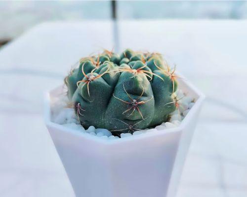 石子仙人掌盆栽的养护难度如何？
