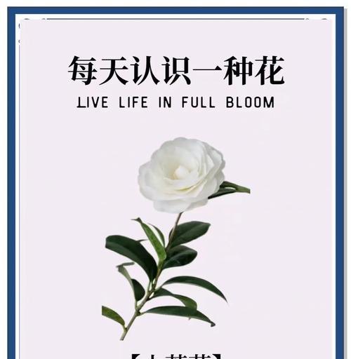 山茶花照片花语是什么？山茶花在照片中代表什么？