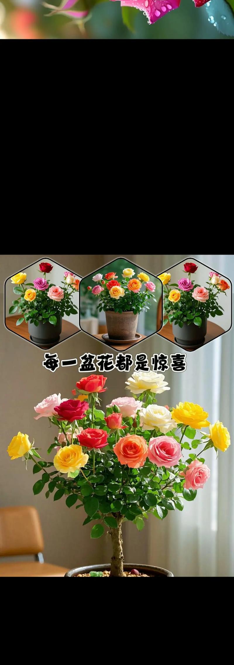玫瑰花长大怎么养好看？如何保持玫瑰花的美观？