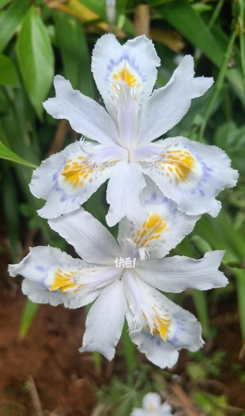 从友情到爱情的花语是什么？友情转为爱情的花语有哪些？