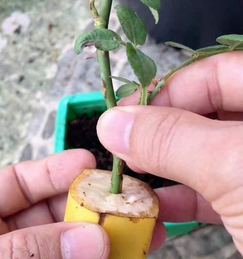 玫瑰花插枝怎样才能开花？正确的插枝方法是什么？