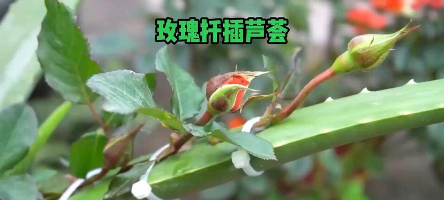 玫瑰花插枝怎样才能开花？正确的插枝方法是什么？