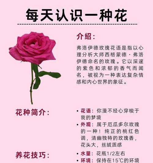 加洛斯玫瑰的花语代表什么？加洛斯玫瑰有何寓意？