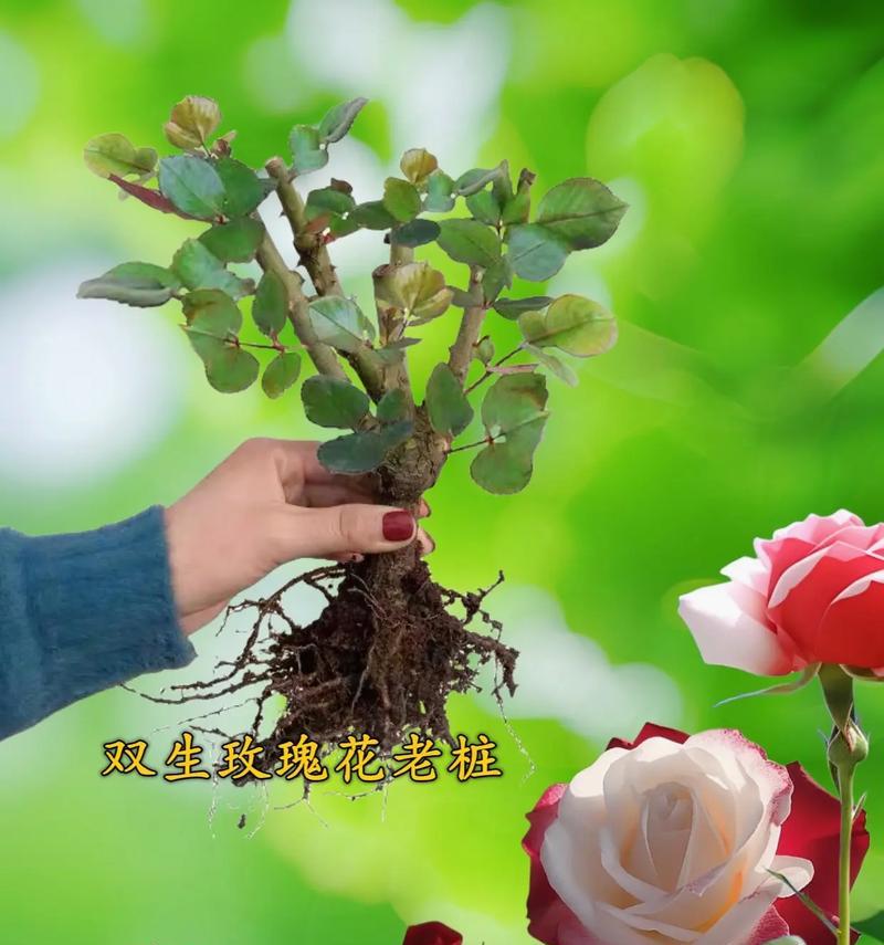 玫瑰花收获后如何盆栽种植？