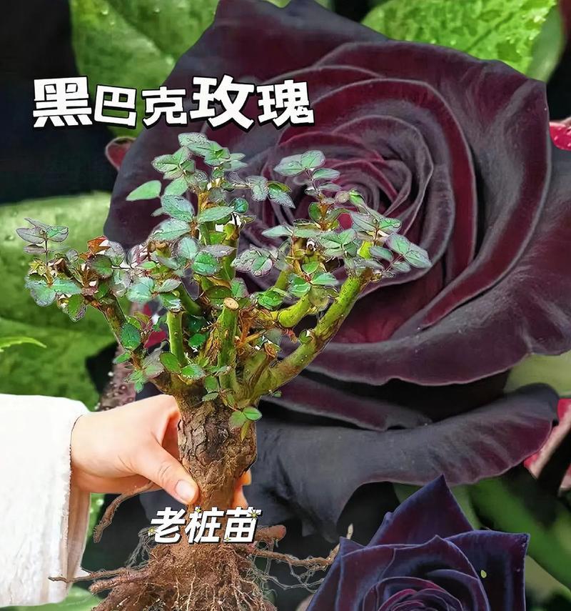 玫瑰花收获后如何盆栽种植？