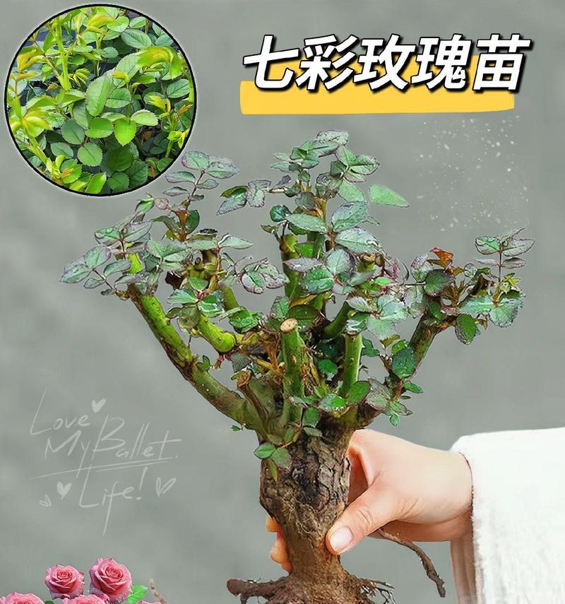 玫瑰花收获后如何盆栽种植？