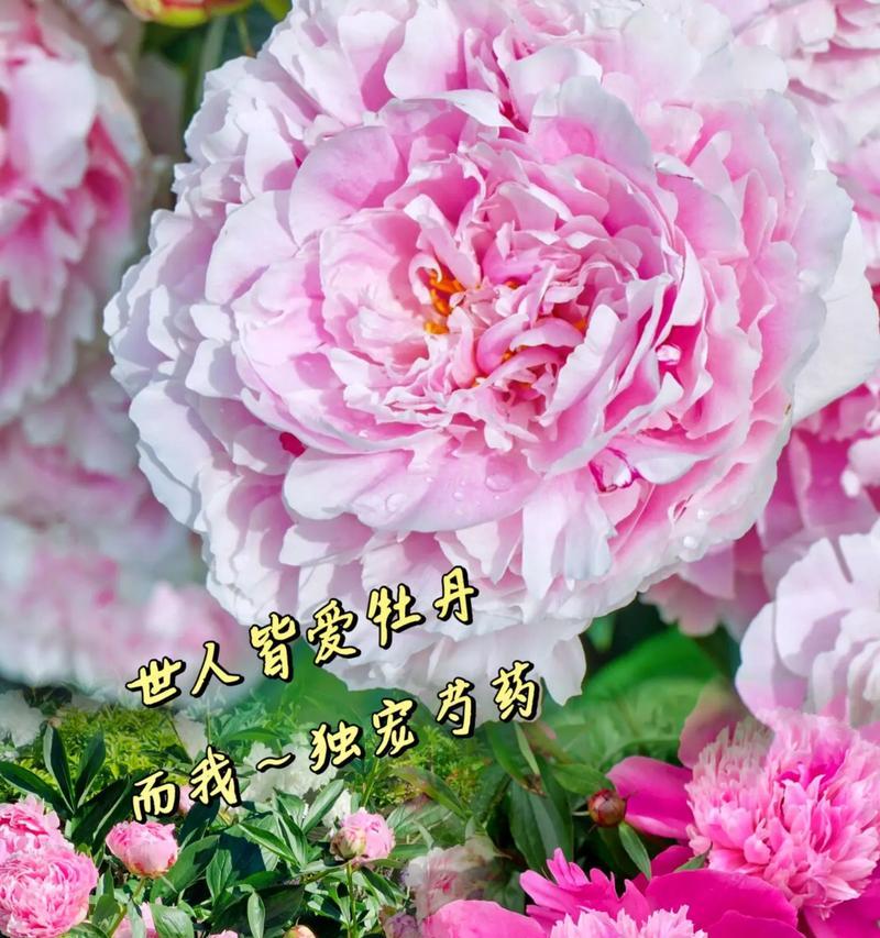 好奇芍药花的花语是什么？芍药花的花语有哪些？