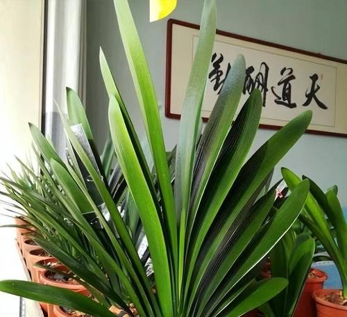 北方如何养君子兰才能旺盛？