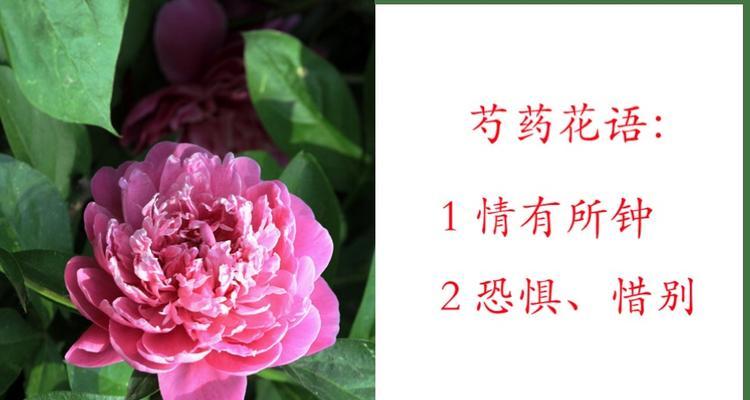 好奇芍药花的花语是什么？芍药花的花语有哪些？