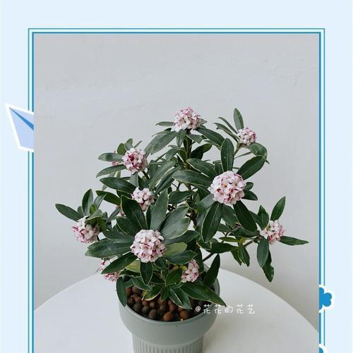 金边大棵君子兰开花的秘诀是什么？