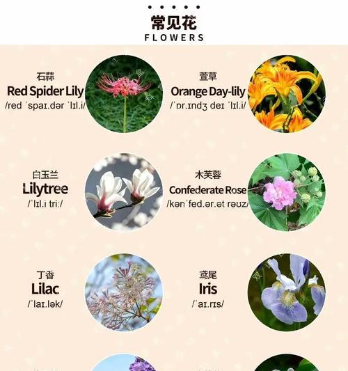 各种花的花语是什么？不同花语代表了什么？