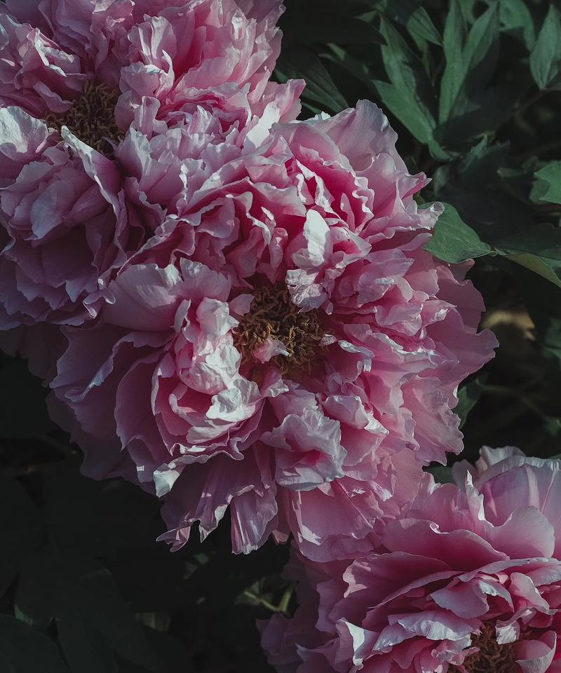 牡丹花到家后如何种植？怎样才能确保牡丹花养活？