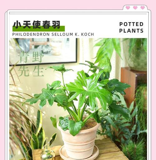 春芋盆栽的寓意是什么？它的花语有何特别之处？