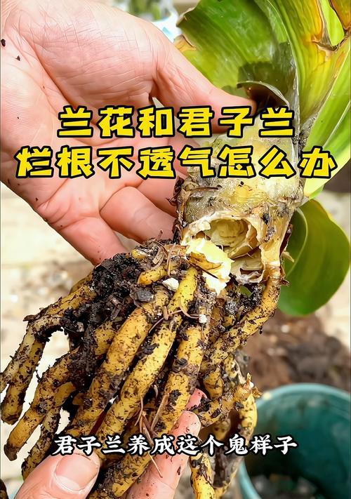 君子兰土壤补酸性的方法是什么？