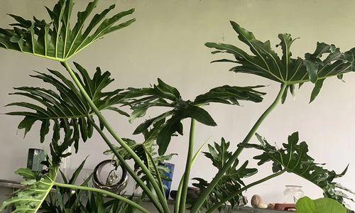春芋盆栽的寓意是什么？它的花语有何特别之处？