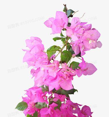 蓝目菊寓意花语是什么？粉色的玫瑰花牡丹花代表什么？