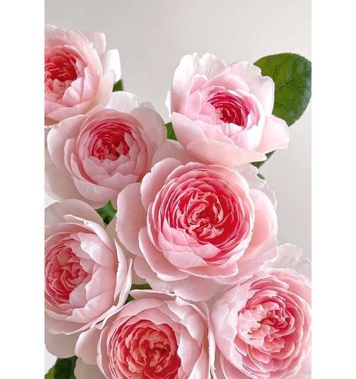 蓝目菊寓意花语是什么？粉色的玫瑰花牡丹花代表什么？
