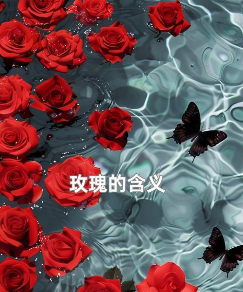 最浓烈的玫瑰代表了哪种情感？