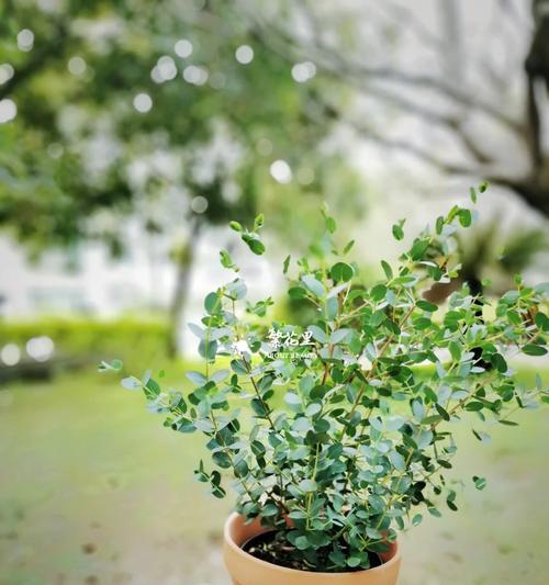 仙人掌抓火焰花的开花养护技巧是什么？