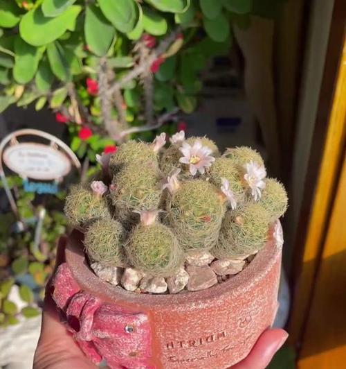 仙人球在瓷盆中如何养护？