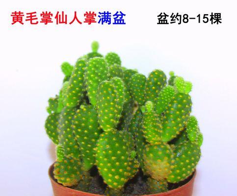 仙人球在瓷盆中如何养护？