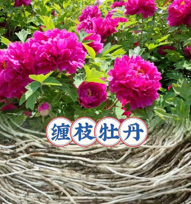 有块茎的牡丹花是什么品种？其特点和养护方法是什么？