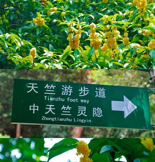 19朵桂花在亚运会有何特殊含义？