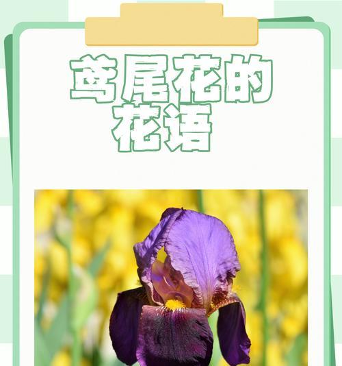 紫霞的花语是什么？它象征着怎样的情感？