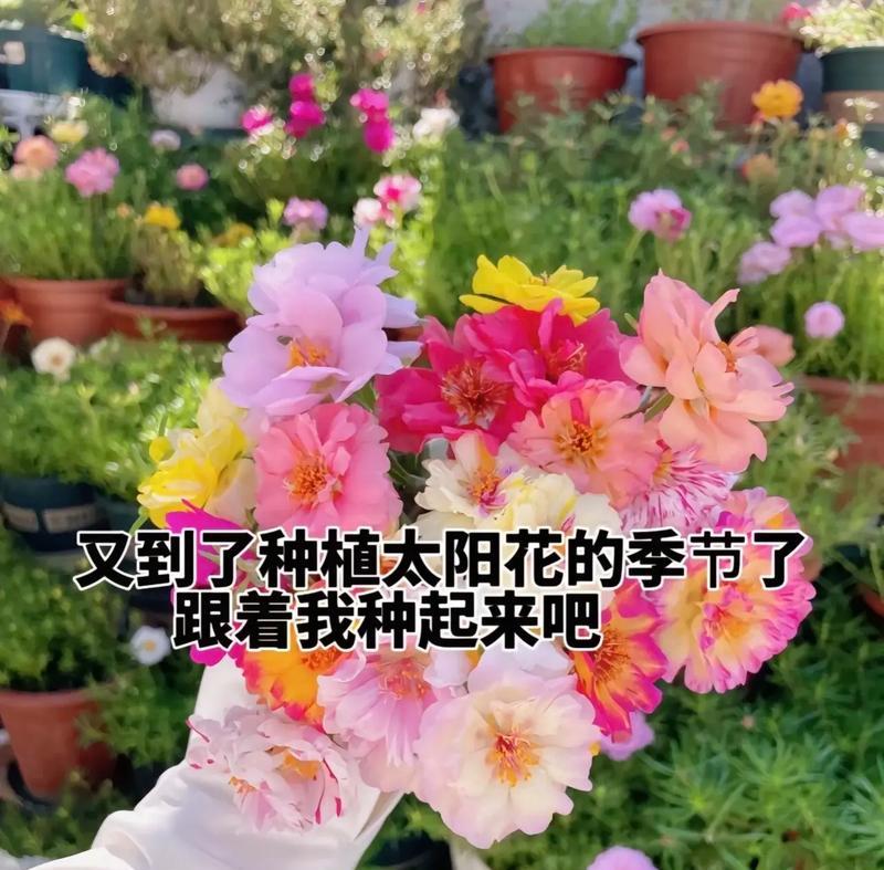 五种花分别有什么花语？