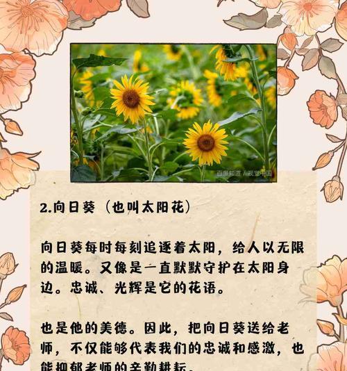 五种花分别有什么花语？