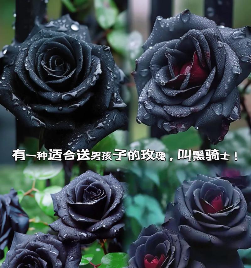 19朵黑骑士玫瑰的花语是什么？黑骑士玫瑰有何寓意？