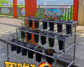 养君子兰专用花盆架子的安装方法是什么？如何保证其稳定性？