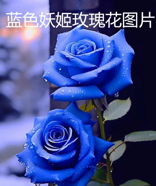 有哪些花的名字带有浪漫的花语？