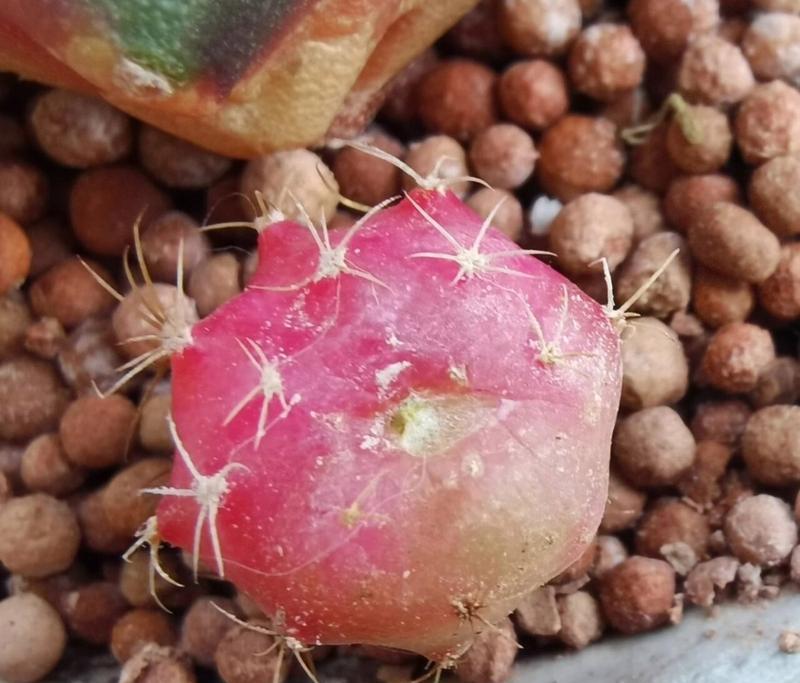 如何促进仙人球长出侧芽？