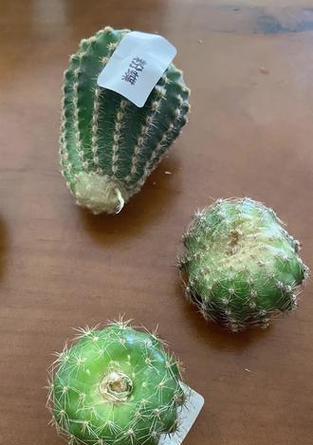 如何促进仙人球长出侧芽？