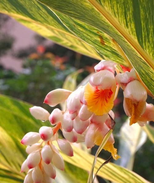 哪种花代表青春高雅？它的花语是什么？