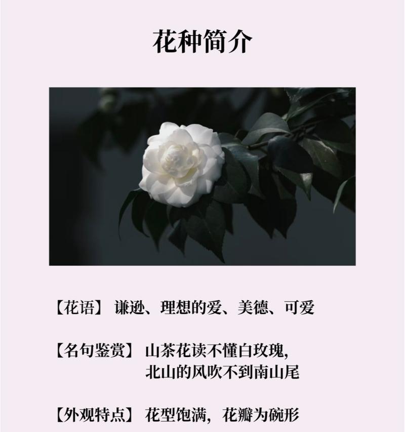 哪种花代表青春高雅？它的花语是什么？