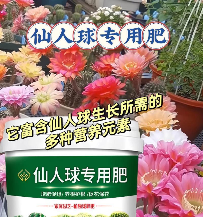 如何使用肥料促进仙人球多开花苞？