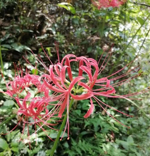 索玛花在山中的花语有何不同？