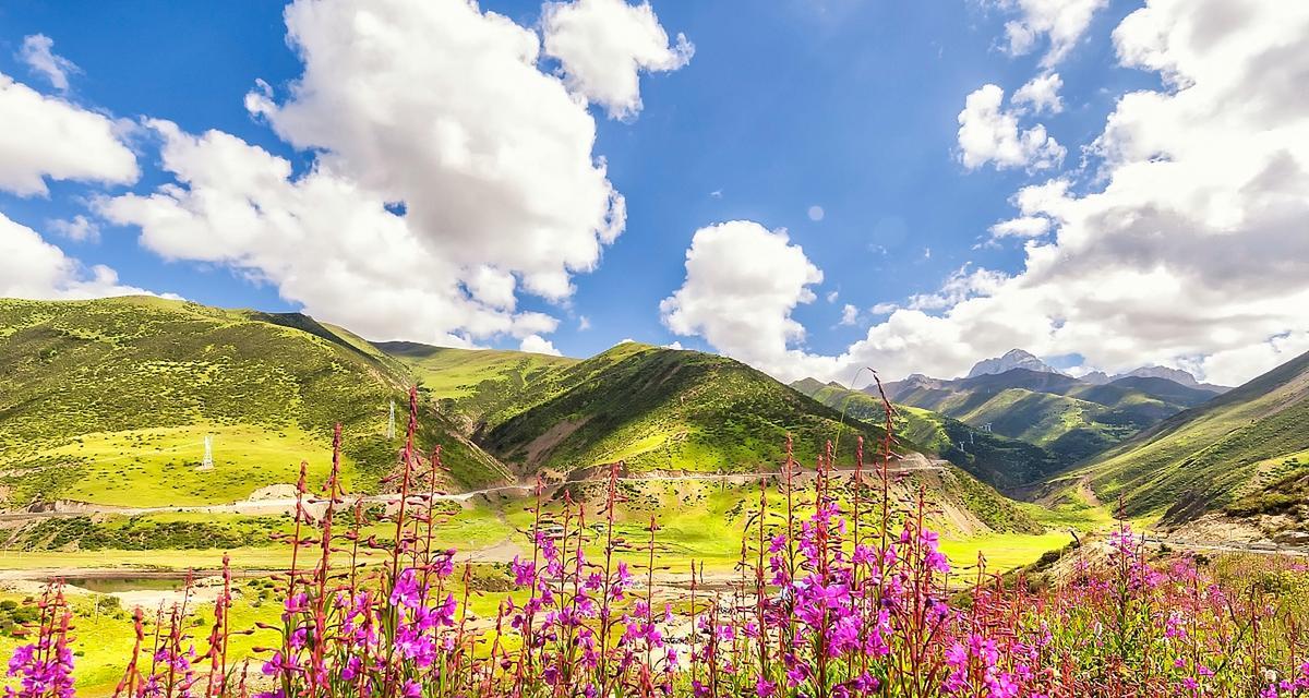 索玛花在山中的花语有何不同？