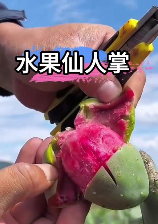仙人掌虎头牛角怎么养护？如何让其健康成长？