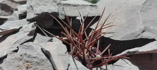 乌鱼仙人掌的养护要点是什么？