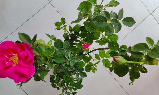 如何让玫瑰花盆满是花苞？