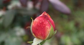 如何让玫瑰花盆满是花苞？